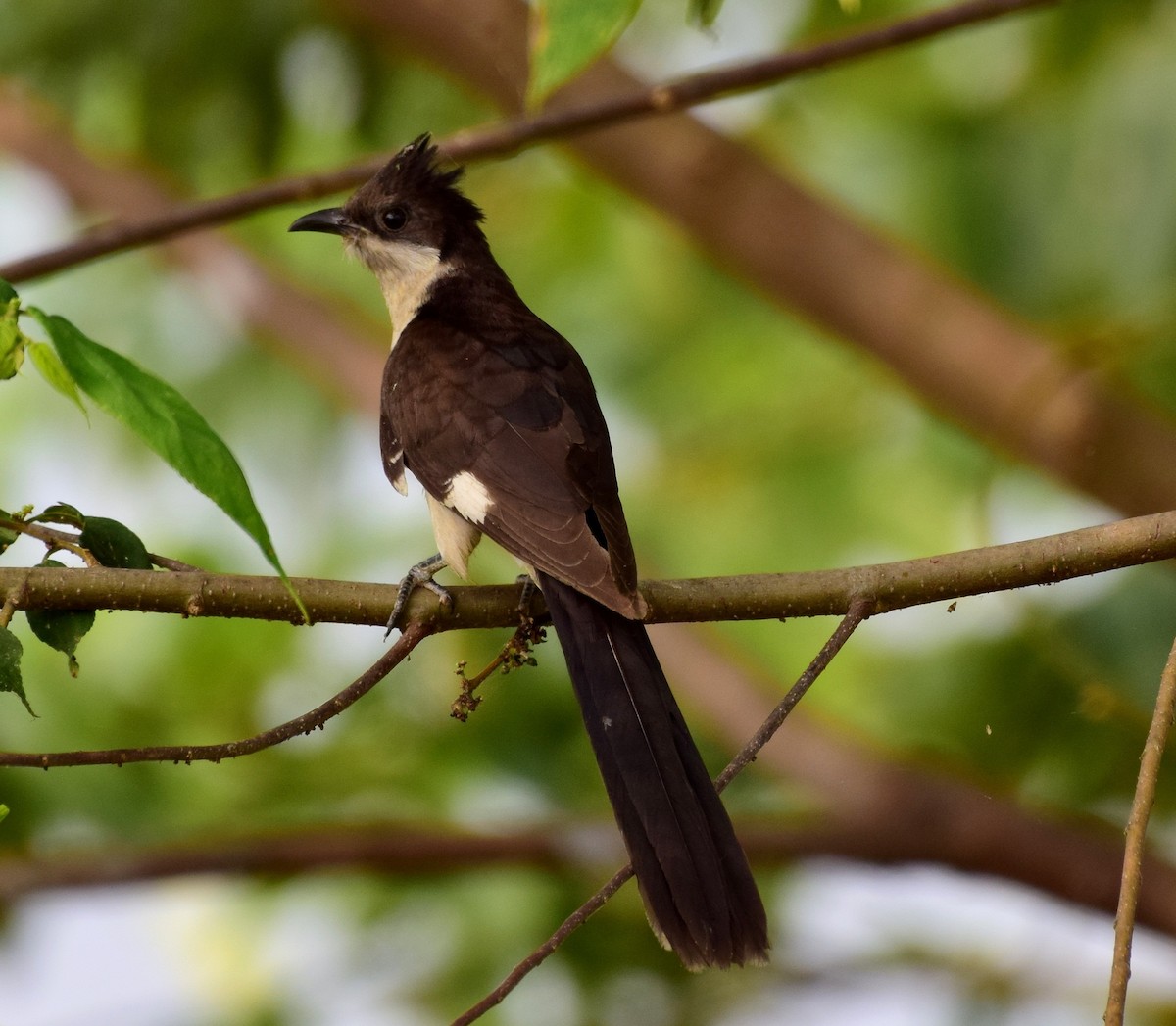 Pied Cuckoo - mathew thekkethala