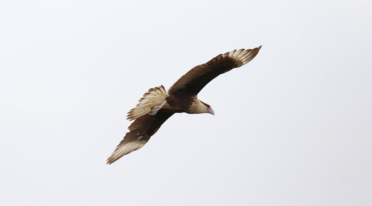 Crested Caracara (Northern) - ML78526501