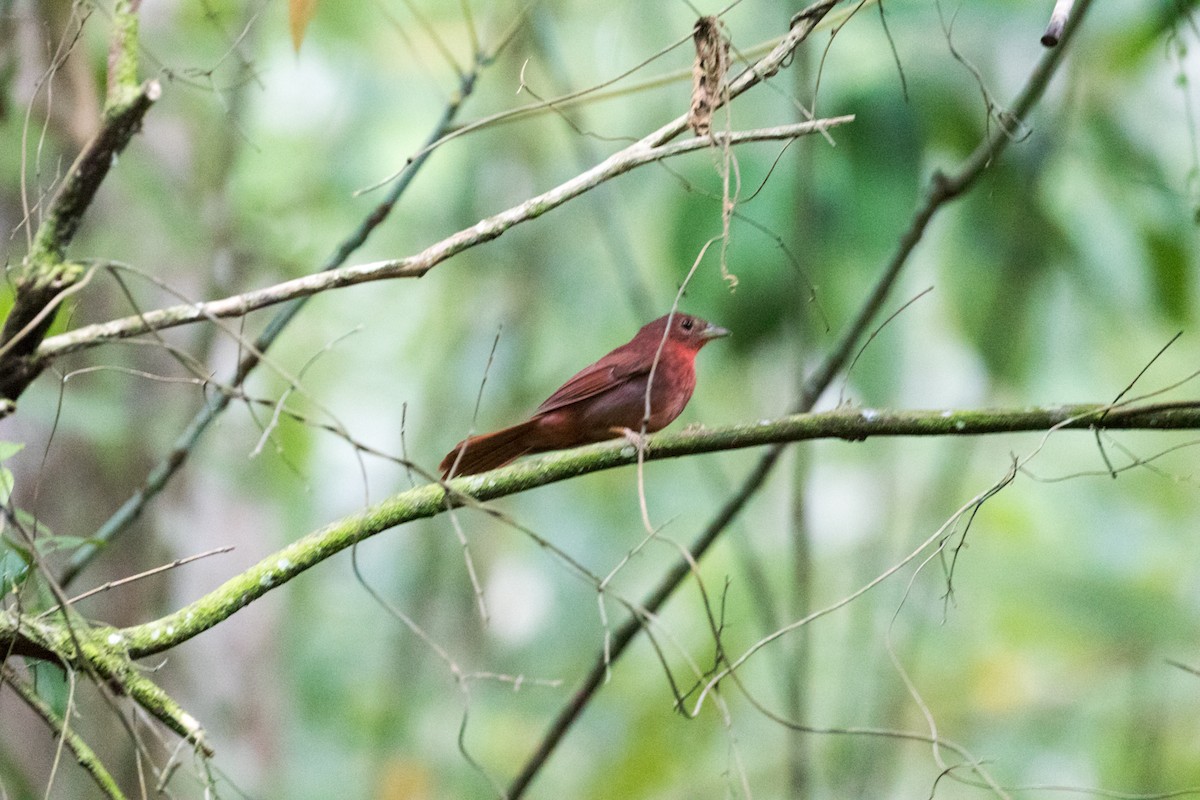 Red-crowned Ant-Tanager - ML78528411