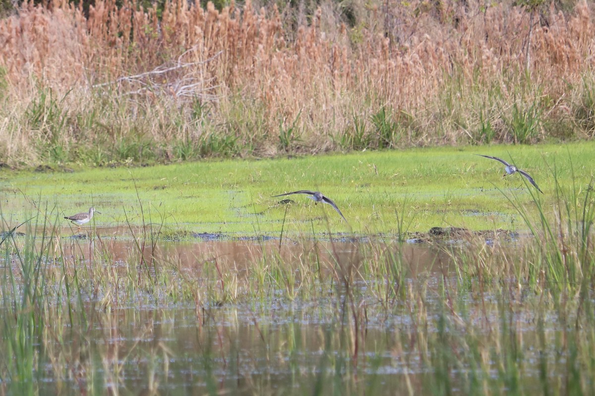 Greater Yellowlegs - ML78528621