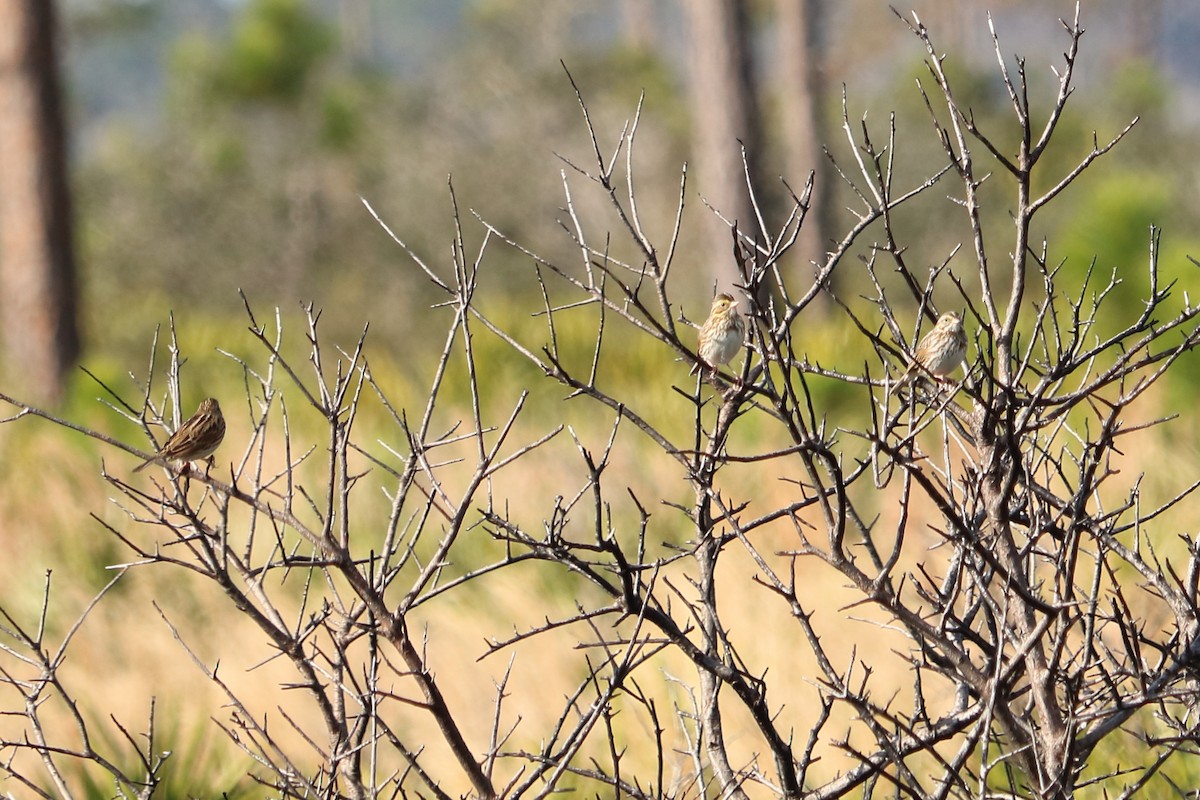 Savannah Sparrow - ML78529721