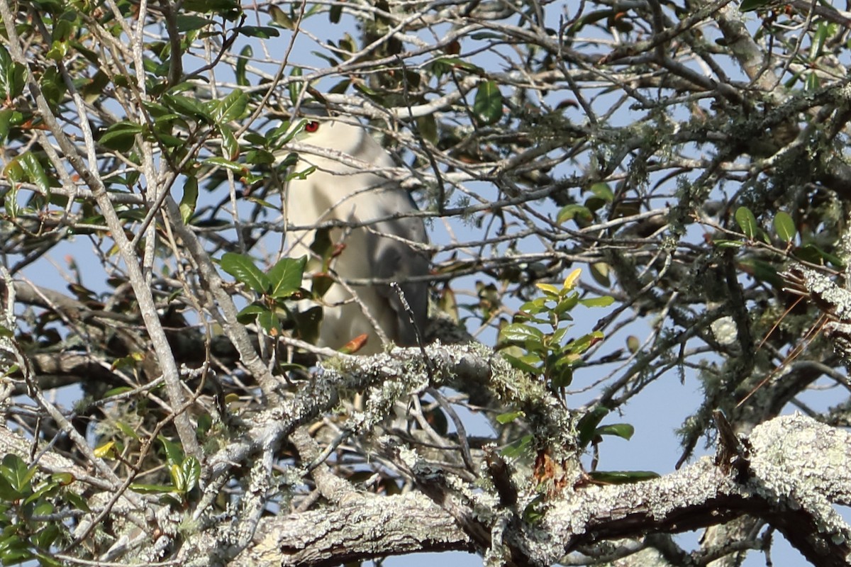 Black-crowned Night Heron - ML78530251