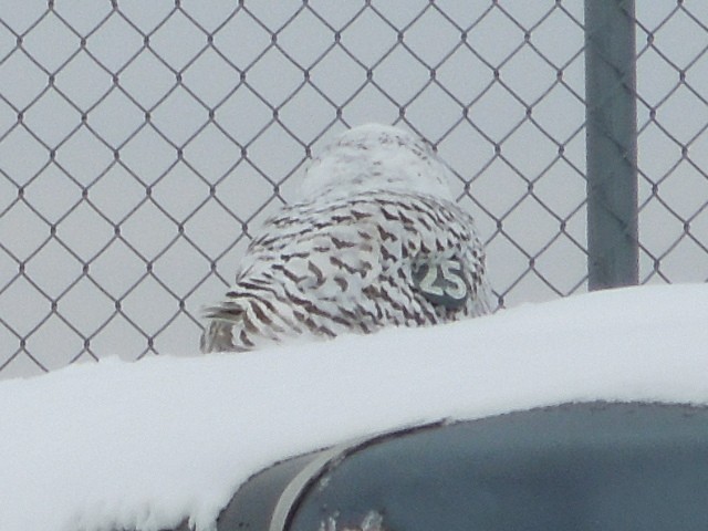 Snowy Owl - ML78531191