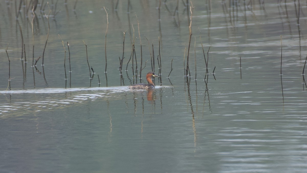 Little Grebe - mathew thekkethala