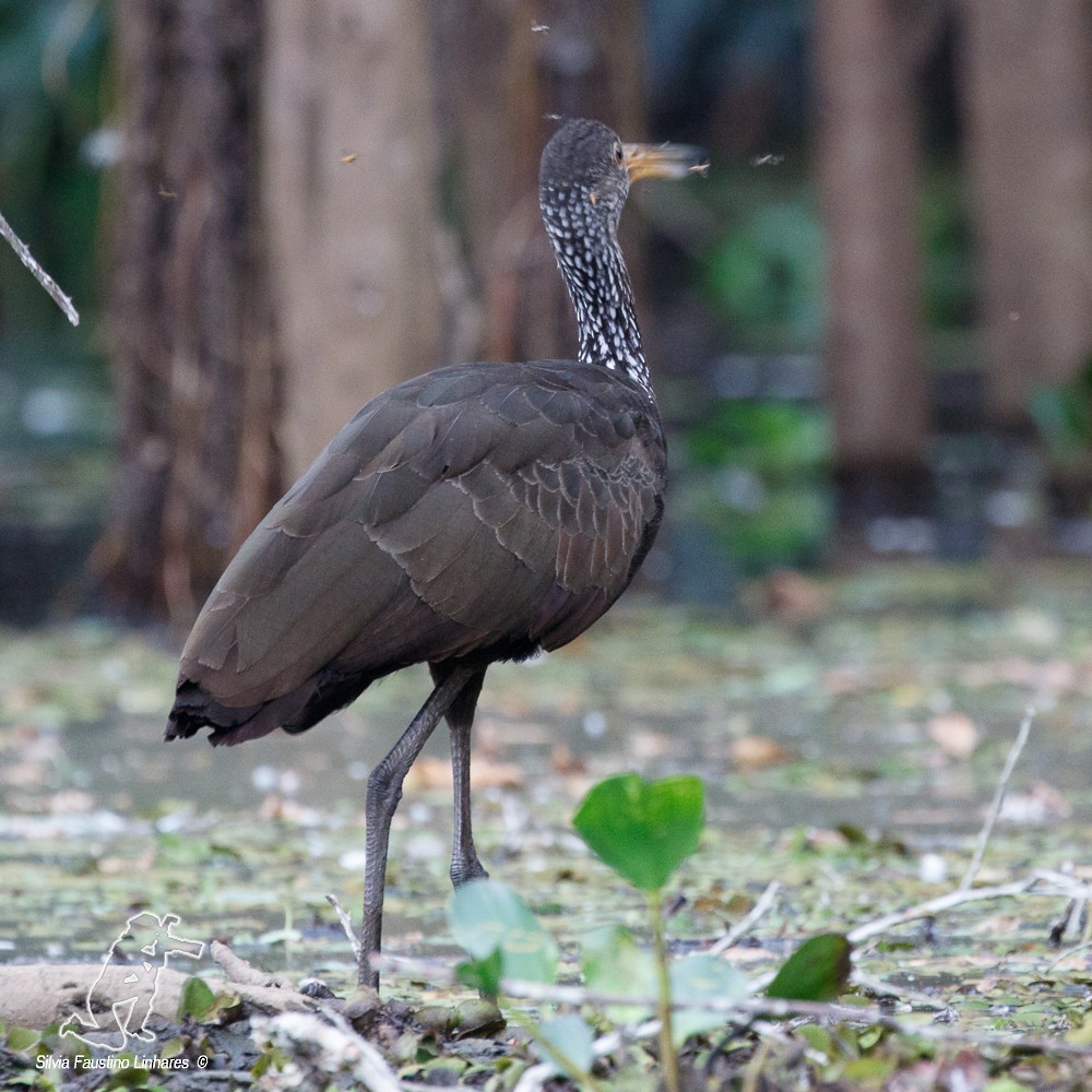 Green Ibis - Silvia Faustino Linhares