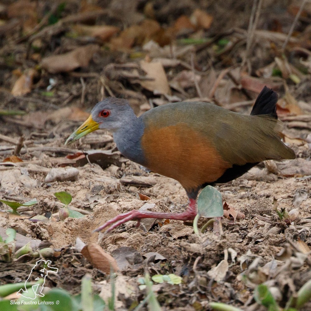 Gray-cowled Wood-Rail - ML78533271