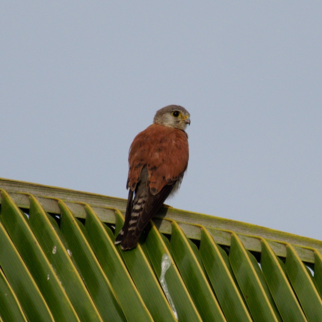 Malagasy Kestrel - ML78533381