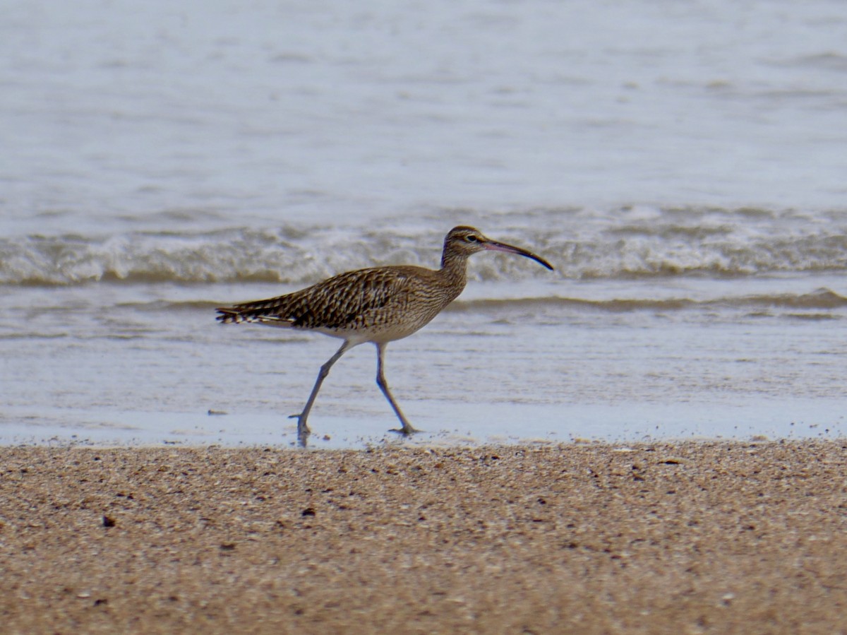 Whimbrel - ML78533521