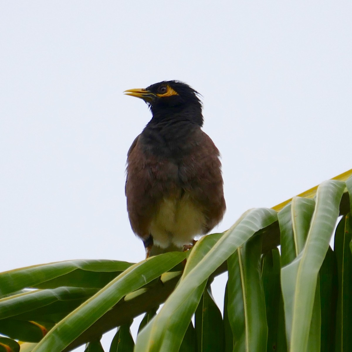 Common Myna - ML78533651