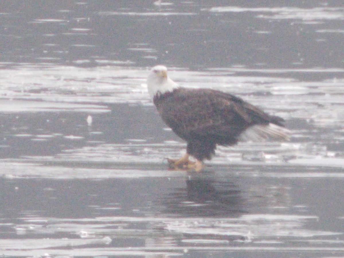 Bald Eagle - Cathy Arnold