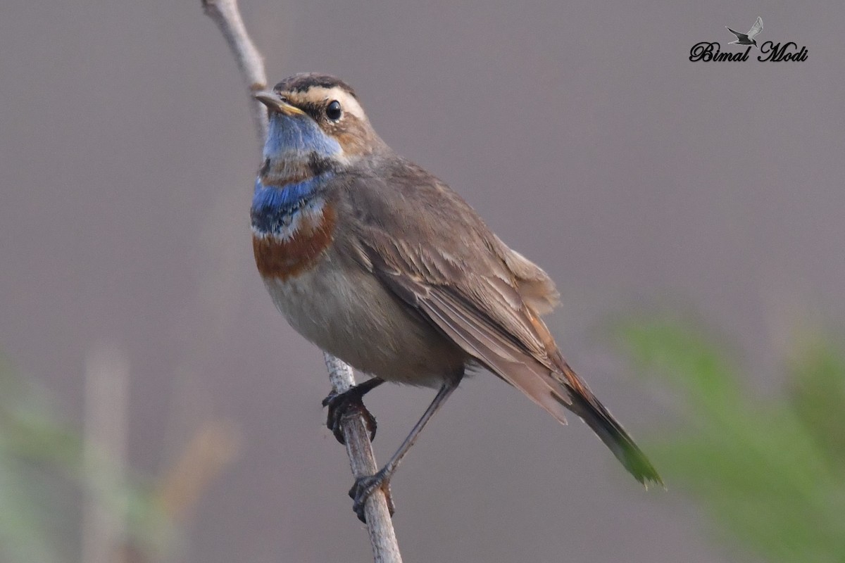 Bluethroat - ML78536641