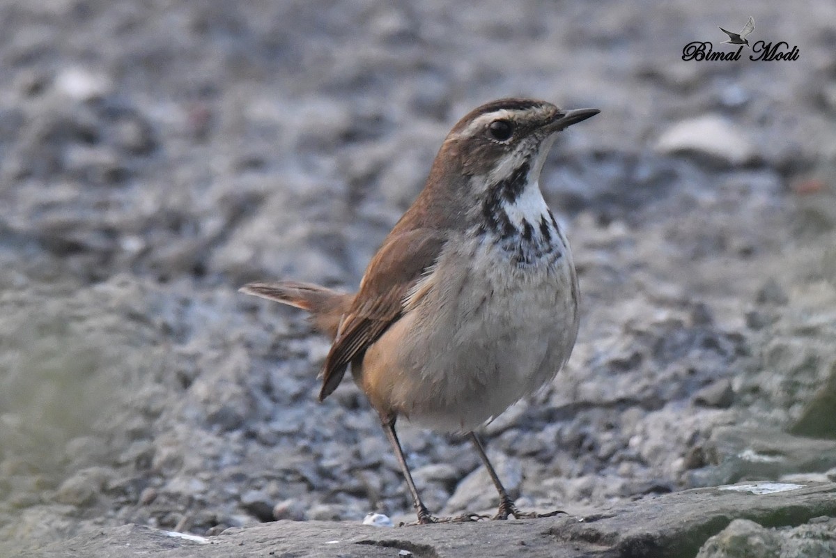 Bluethroat - ML78536691