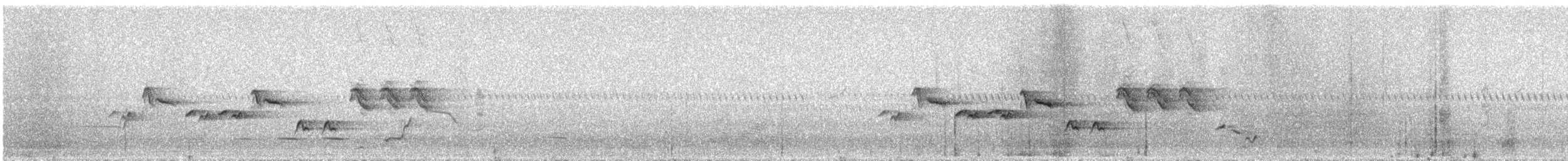 Séricorne timide - ML78538411