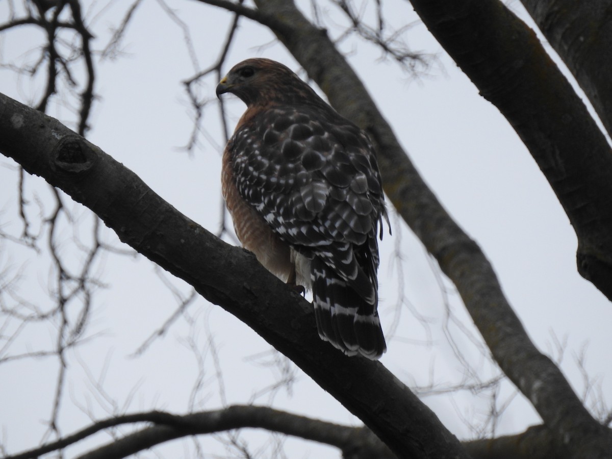 Red-shouldered Hawk - Mike Thelen