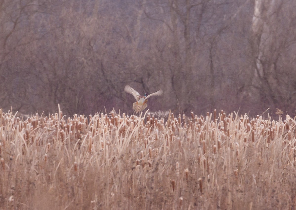 Ring-necked Pheasant - ML78539351