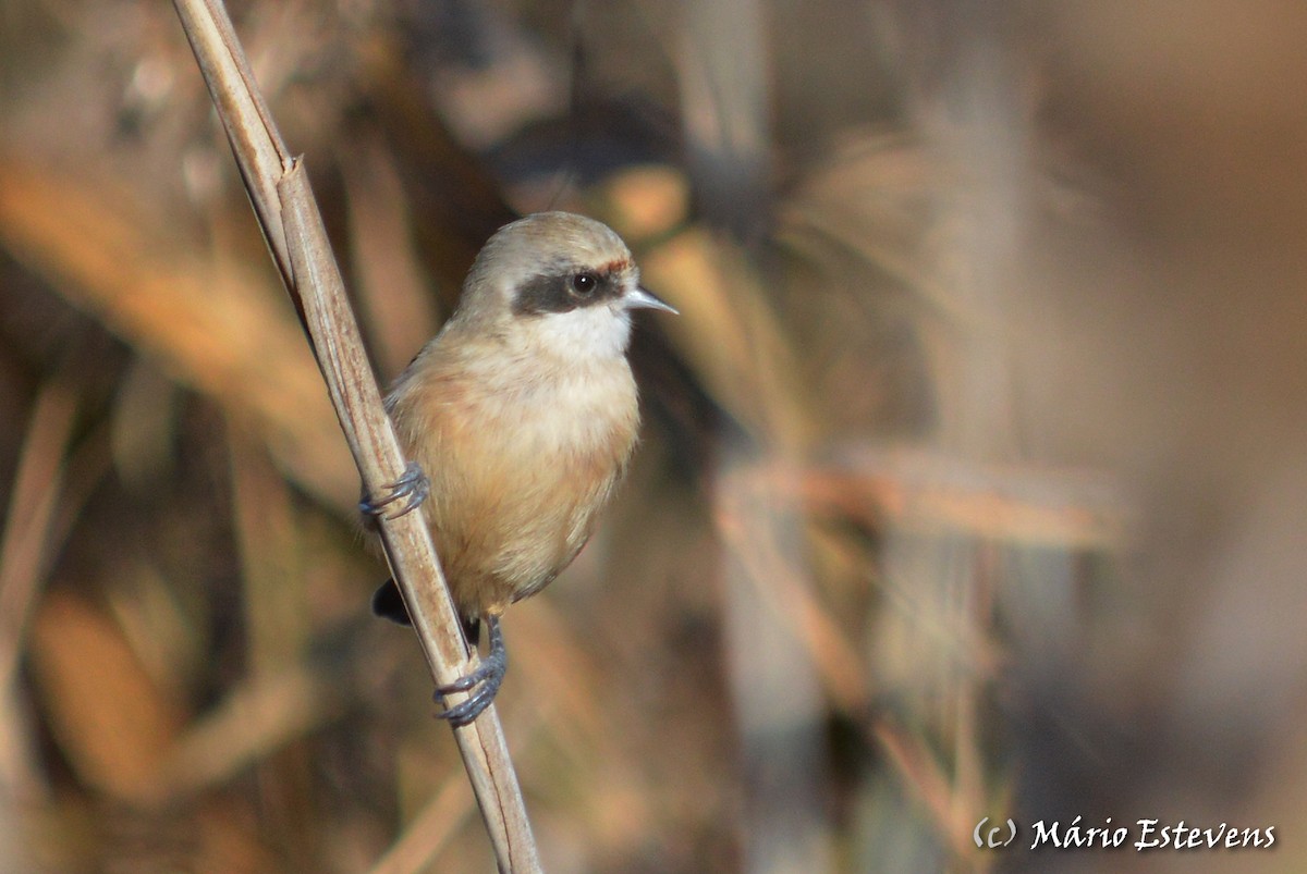 Eurasian Penduline-Tit - ML78540071