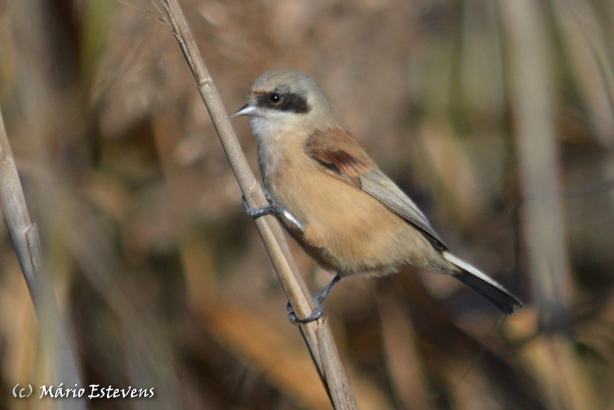 Eurasian Penduline-Tit - ML78540091