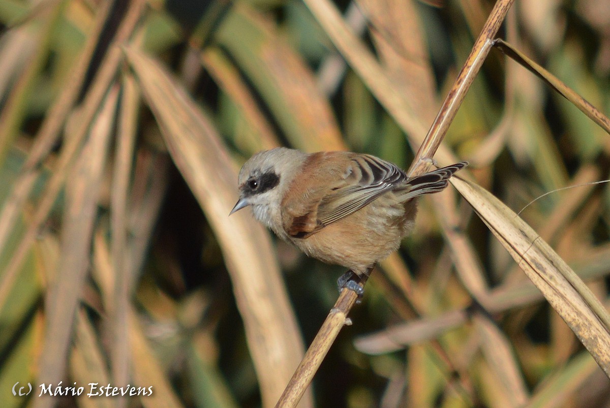 Rémiz penduline - ML78540101