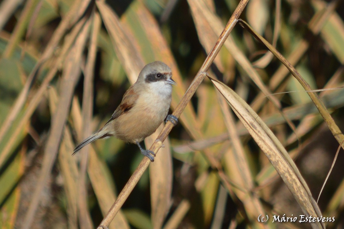 Eurasian Penduline-Tit - ML78540121