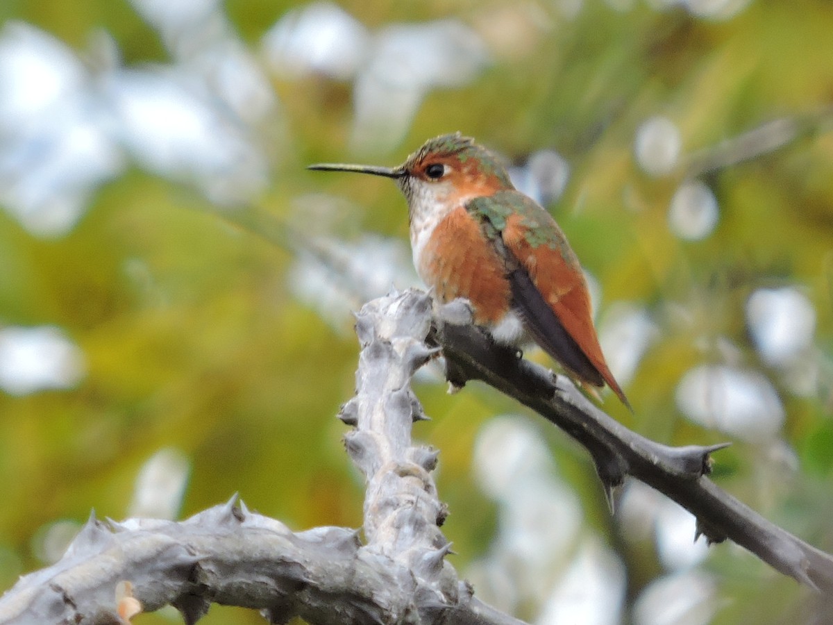 Allen's Hummingbird - ML78540361