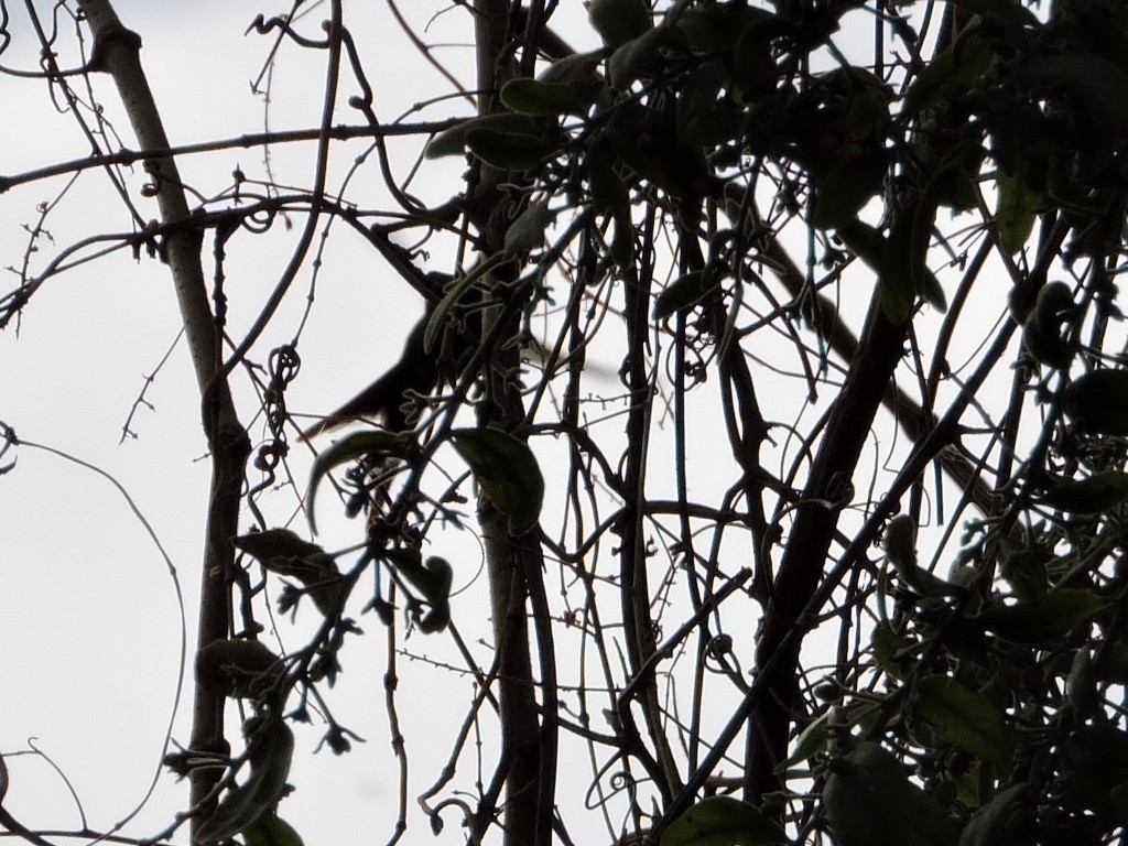 Golden-crowned Emerald - ML78540401