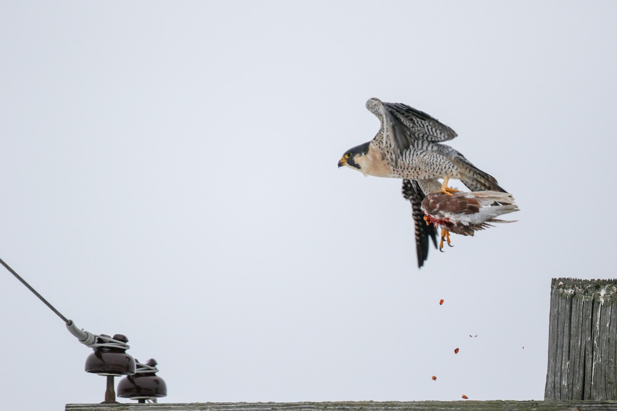 Peregrine Falcon - ML78541811