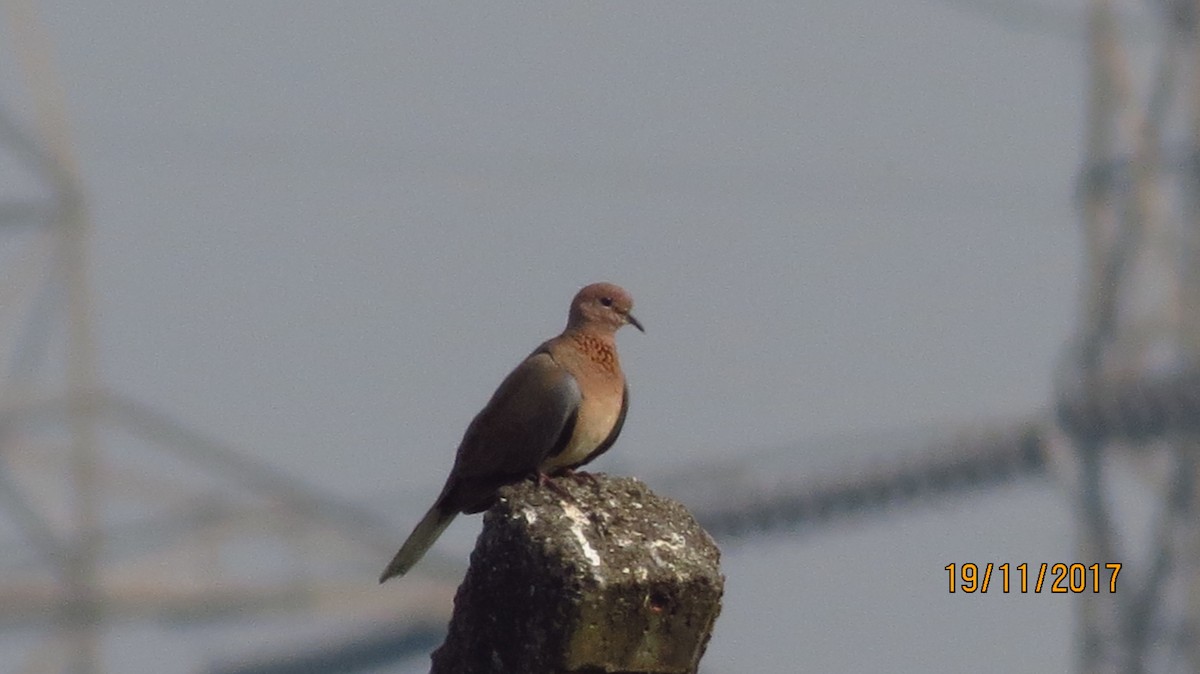 Laughing Dove - ML78542191