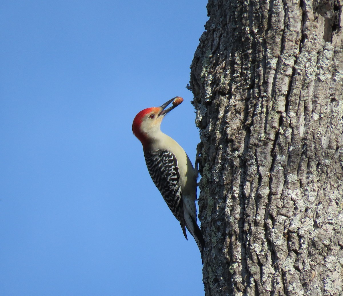 Red-bellied Woodpecker - ML78543851