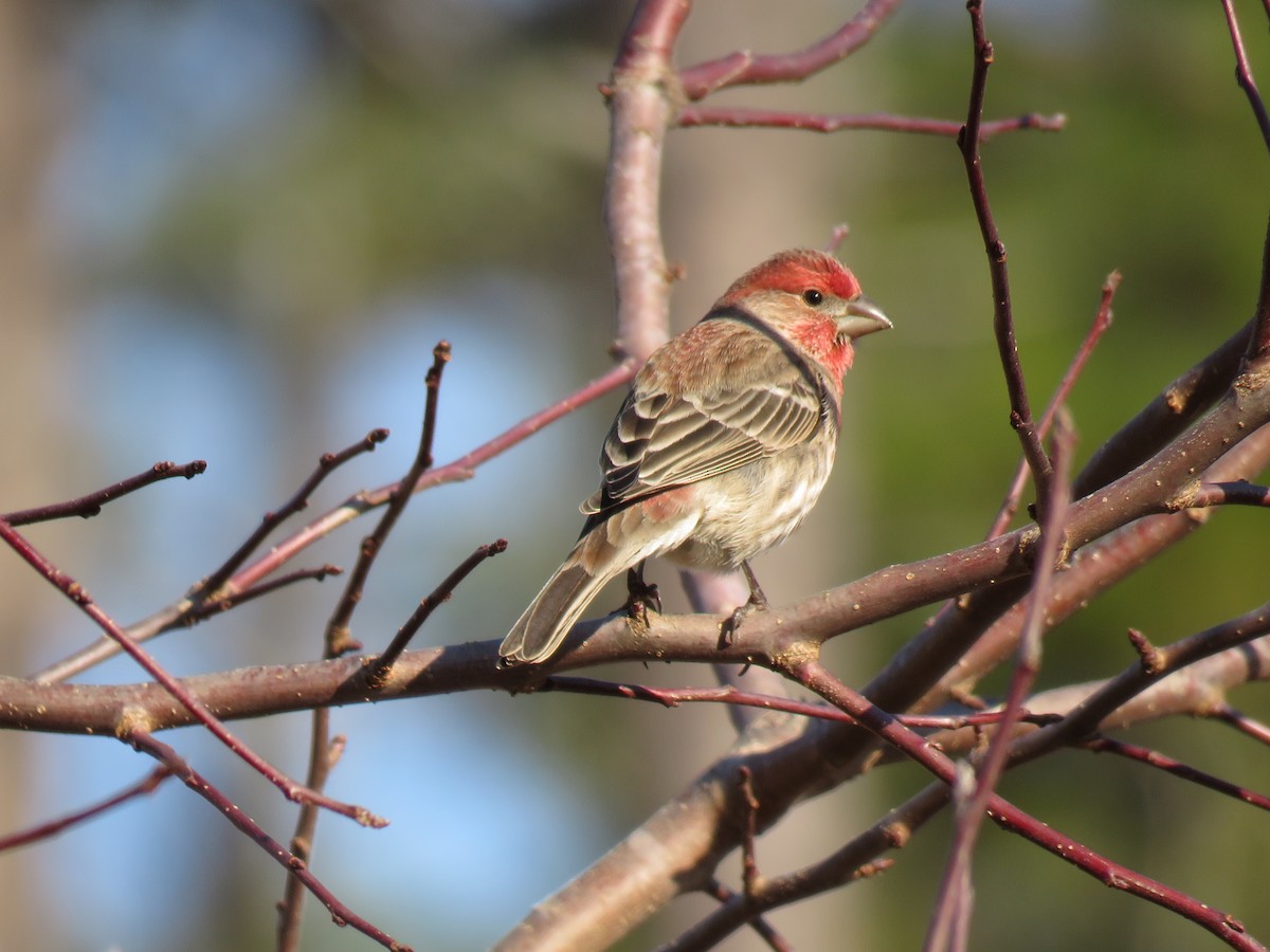 House Finch - ML78543891