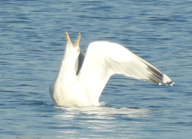 Gaviota del Caspio - ML78545821