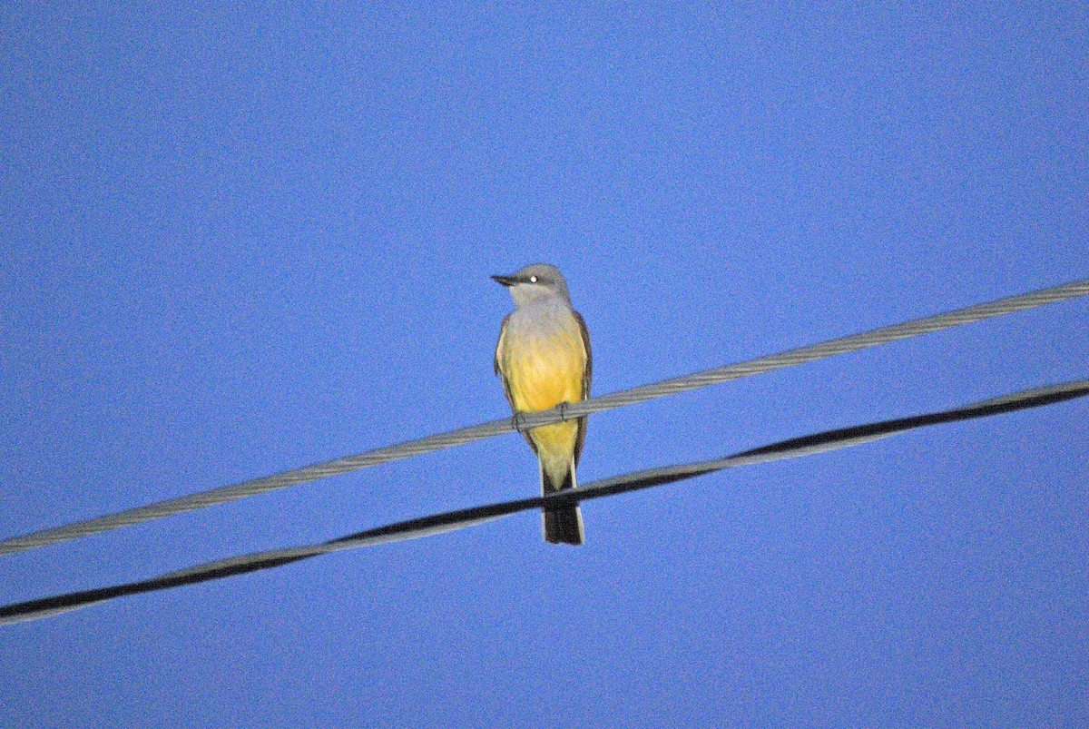 Western Kingbird - ML78546311