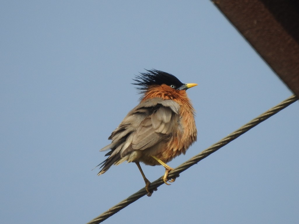 Brahminy Starling - Anagha Deb