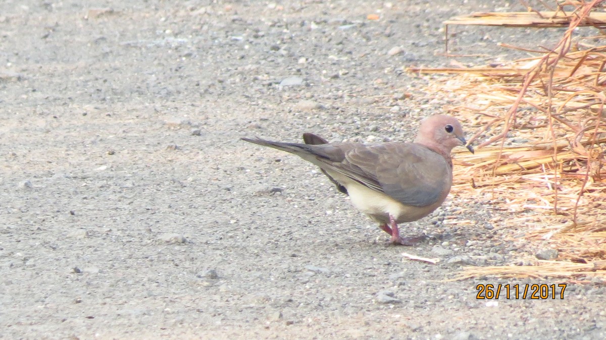 Tórtola Senegalesa - ML78549541