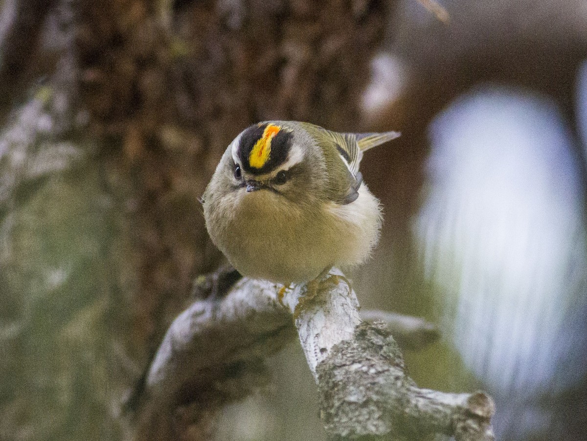 Golden-crowned Kinglet - ML78549811