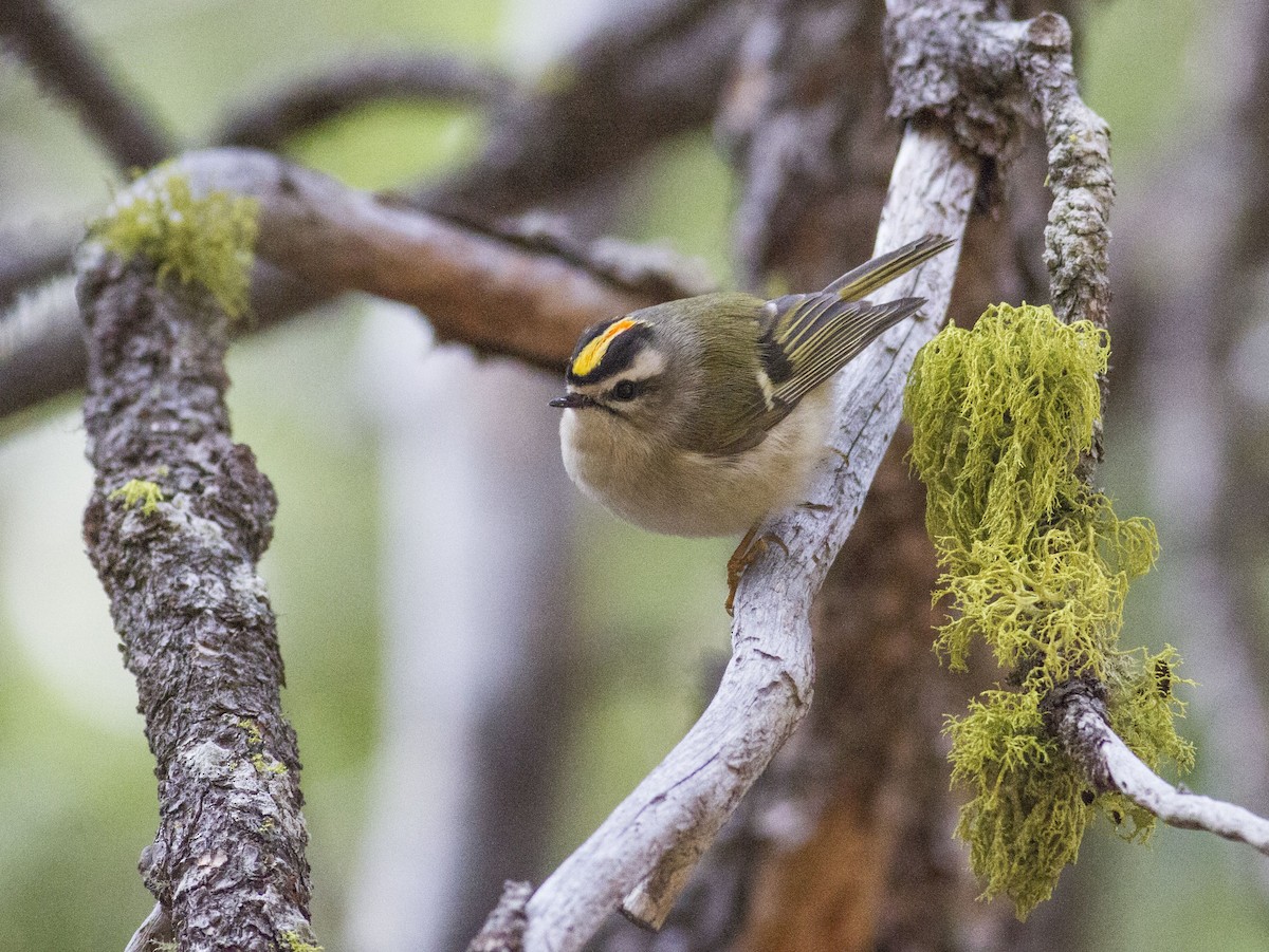 Golden-crowned Kinglet - ML78549831