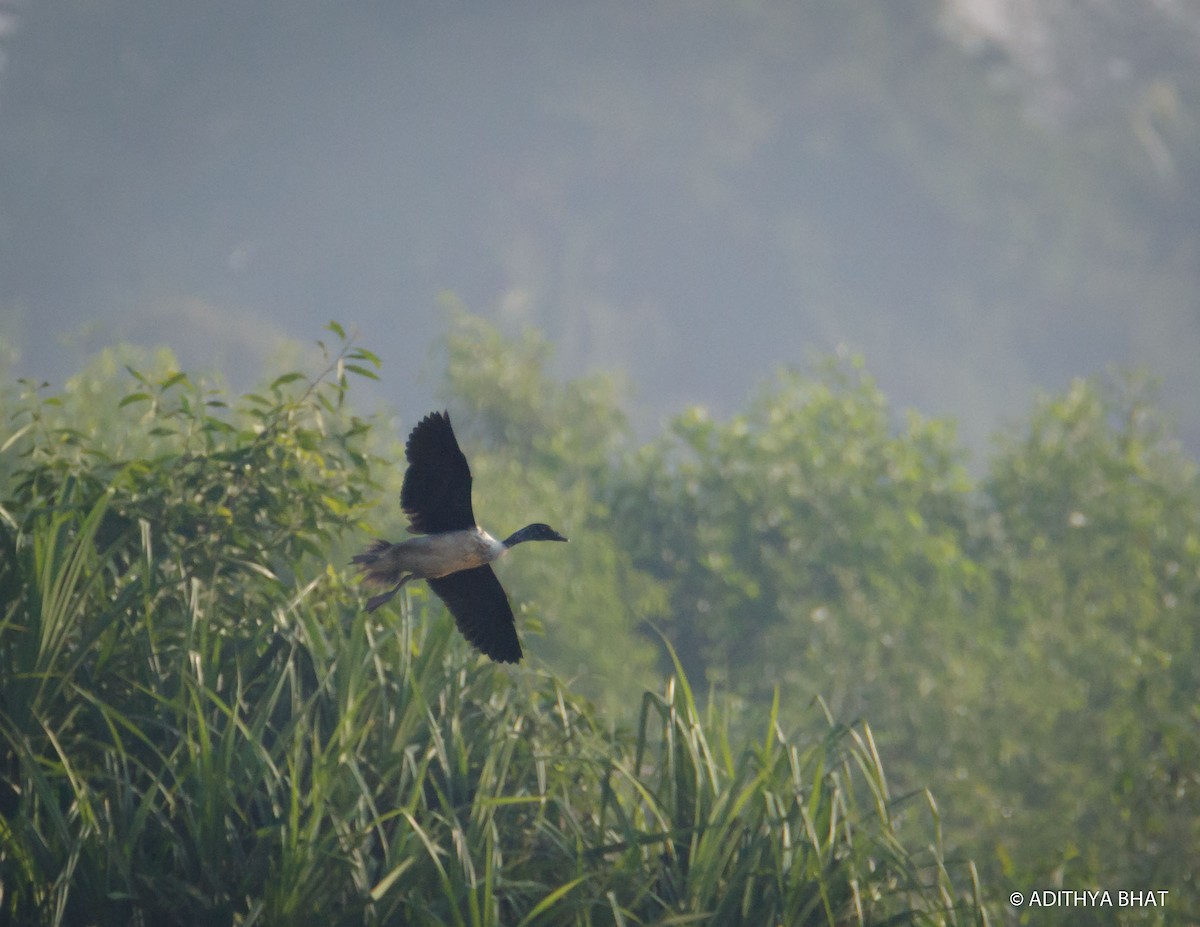 Knob-billed Duck - ML78550651