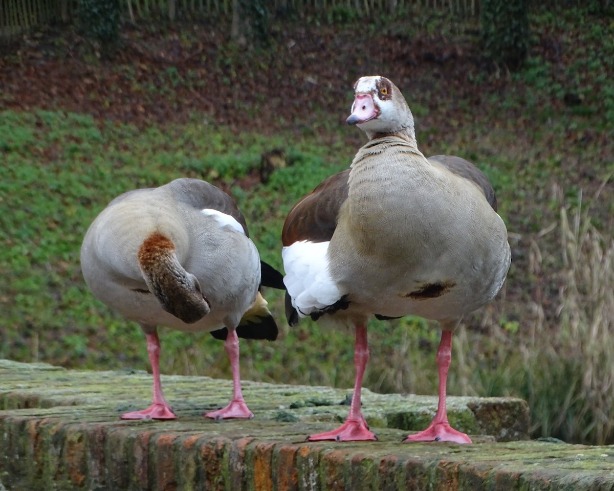 Egyptian Goose - ML78551441