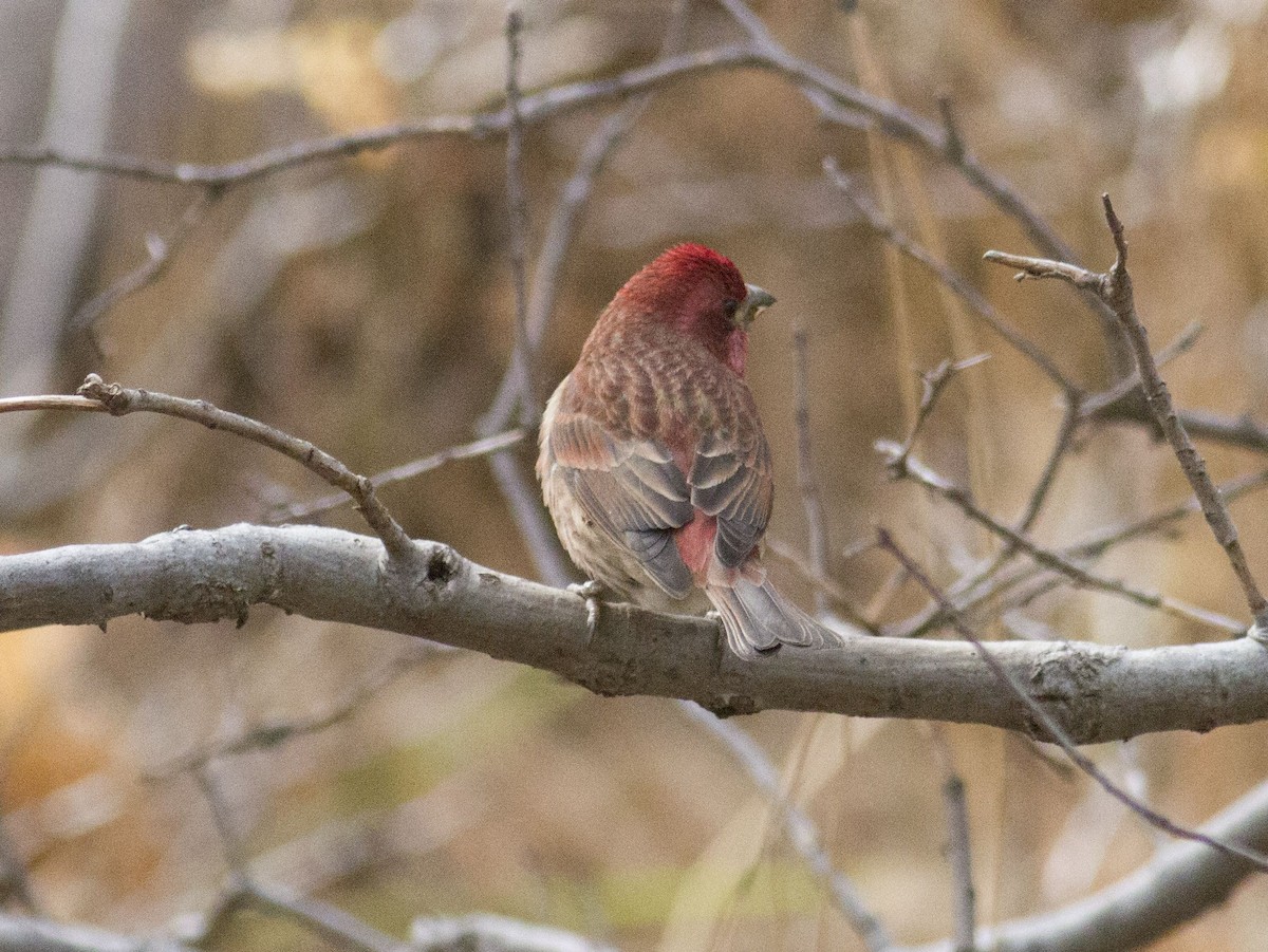 Purple Finch - ML78551521