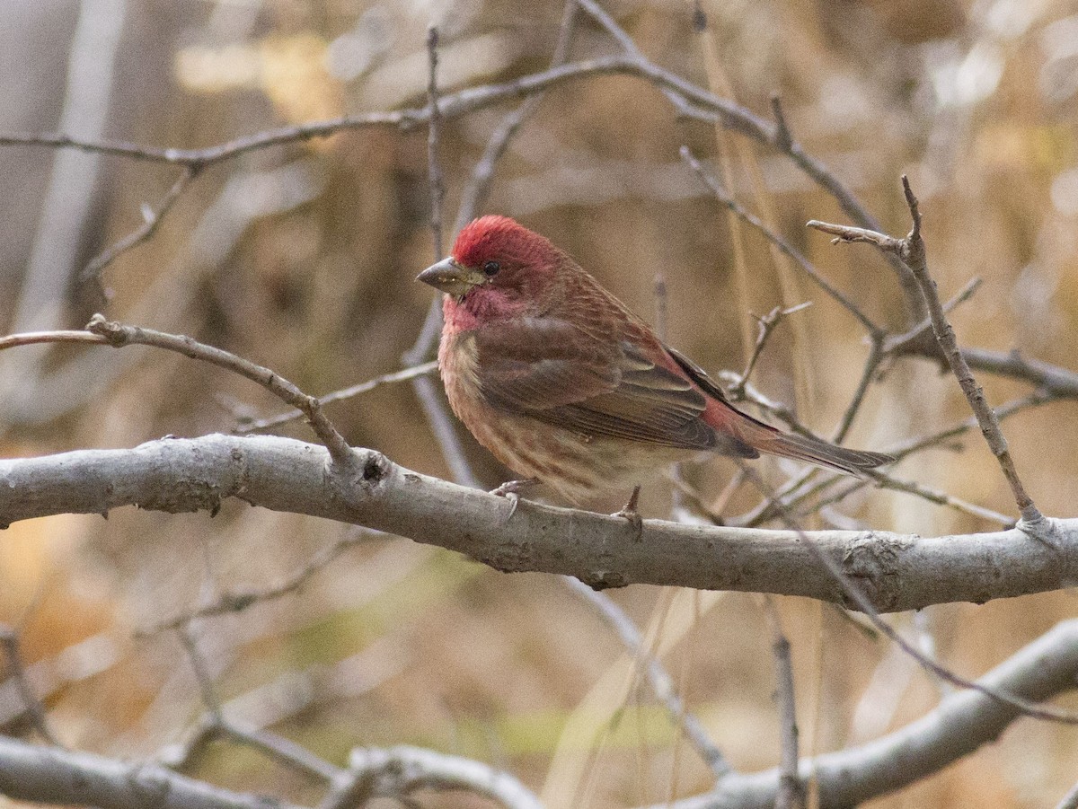 Purple Finch - ML78551531