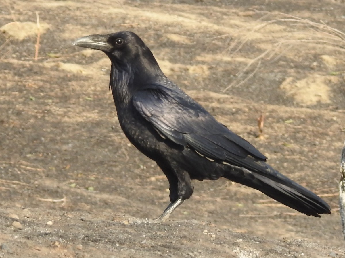 Common Raven - ML78553851