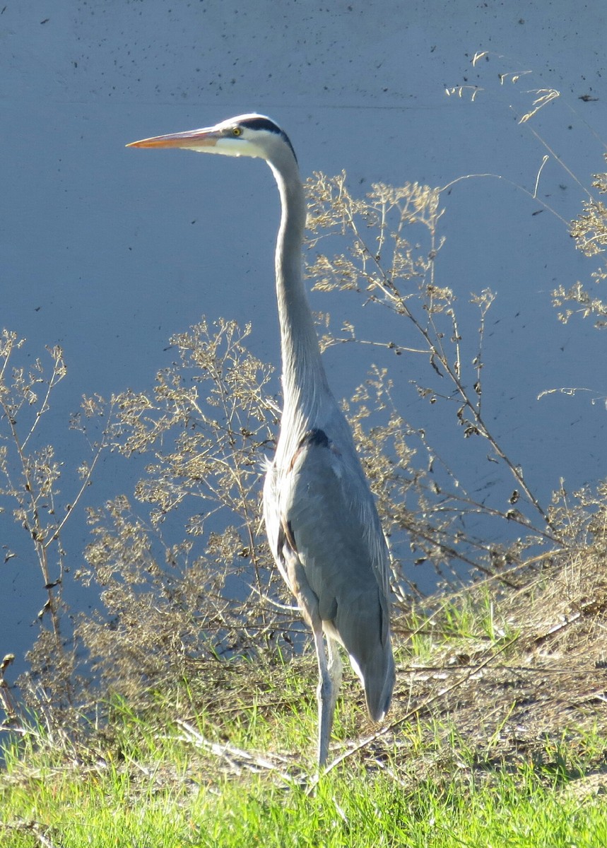 Great Blue Heron - Kitty ONeil