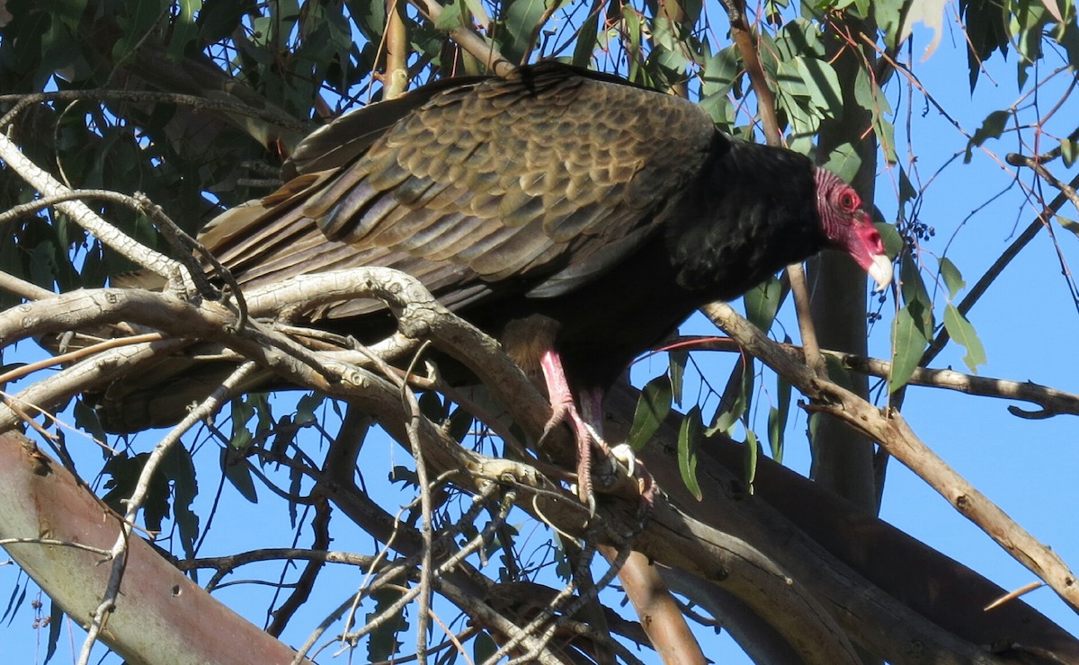 Turkey Vulture - Kitty ONeil