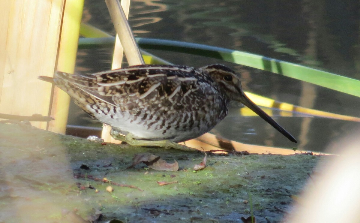 Wilson's Snipe - ML78554261