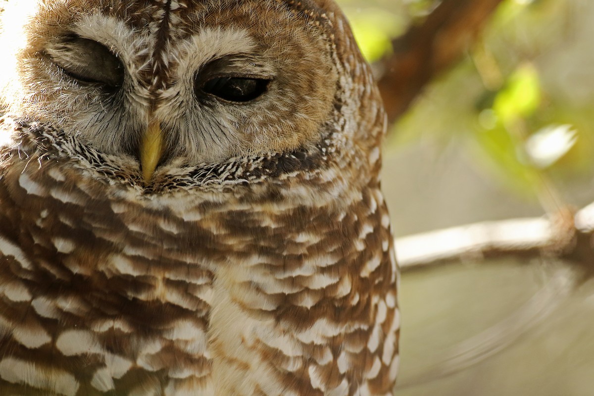 Spotted Owl - ML78555081