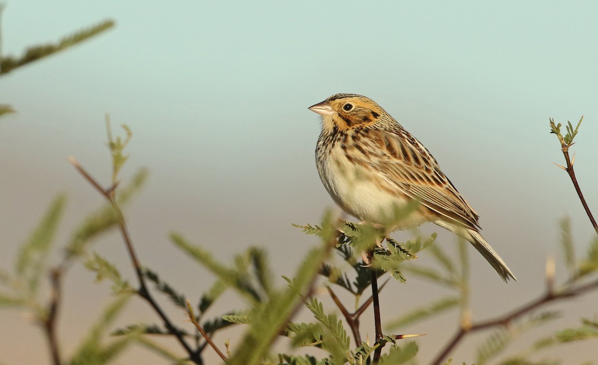 Baird's Sparrow - ML78555331