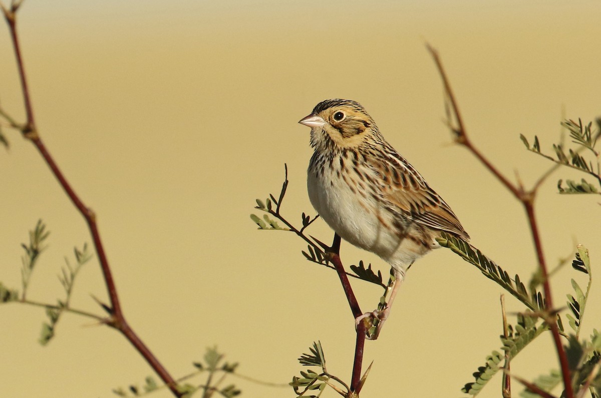 Baird's Sparrow - Luke Seitz