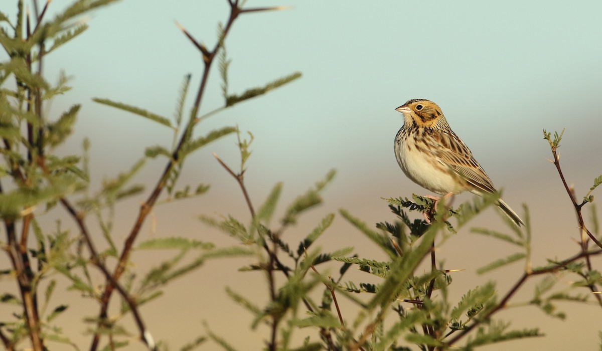 Baird's Sparrow - ML78555361