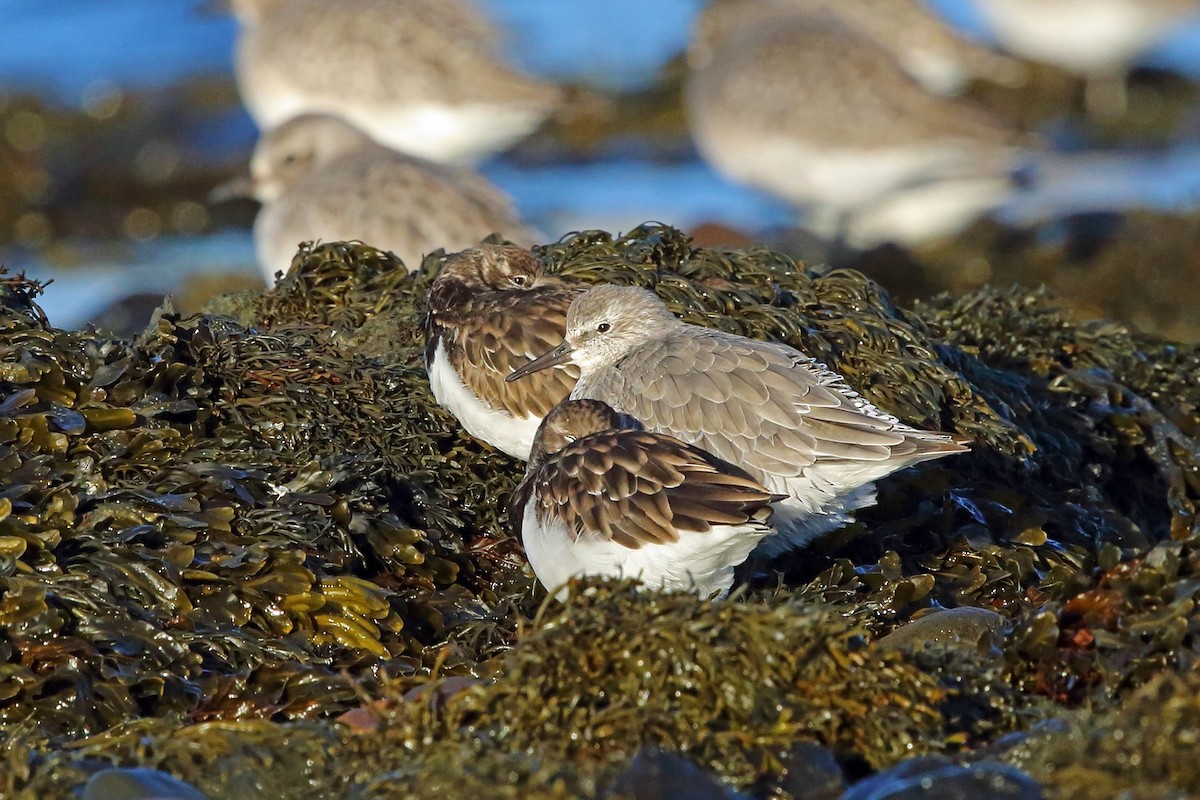 Red Knot - ML78556601