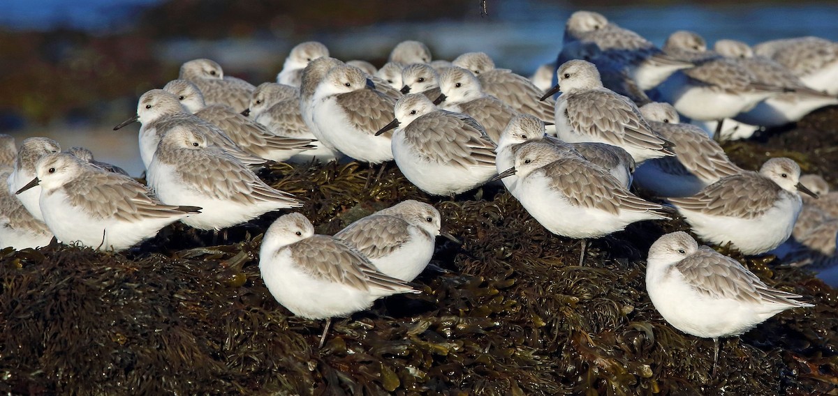 Sanderling - Nigel Voaden