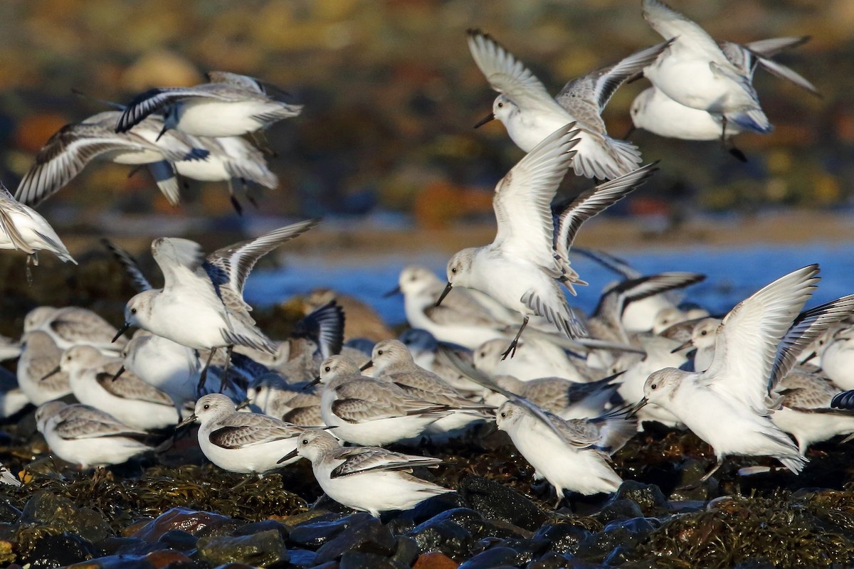 Sanderling - ML78556681